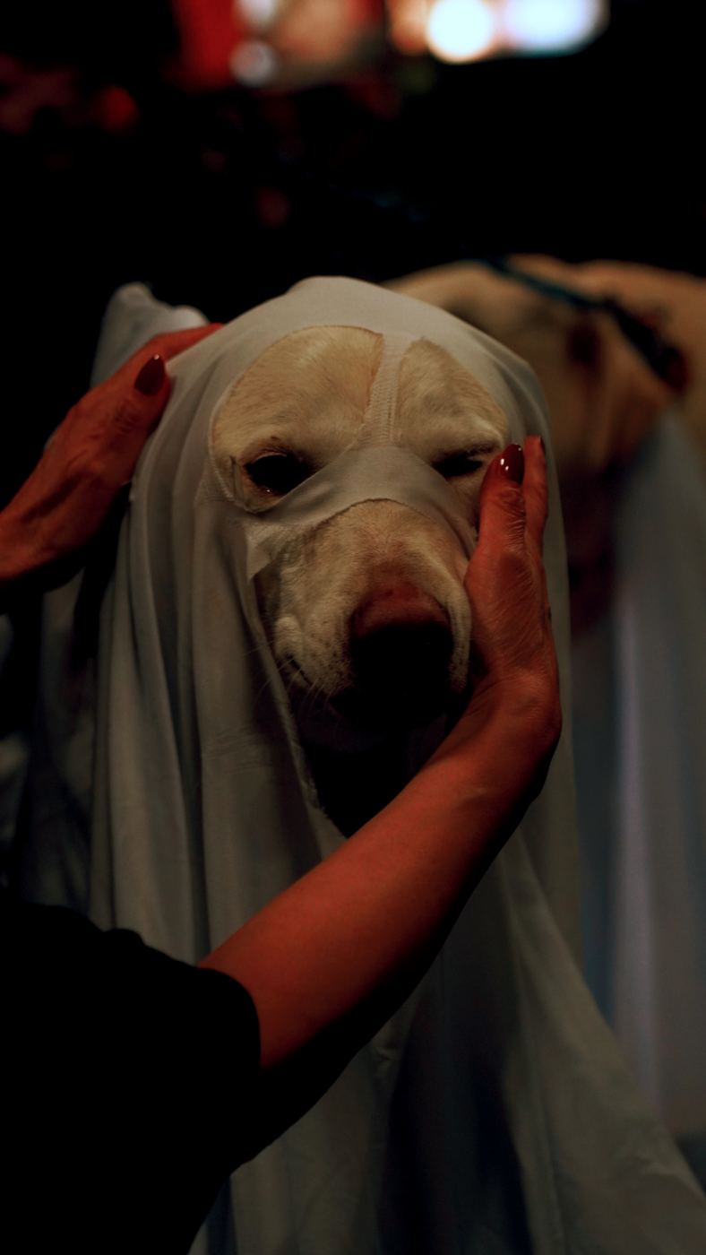 A dog dressed as a ghost for Halloween
